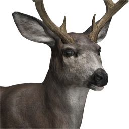 File:mule Deer Male Common.png - Mule, Transparent background PNG HD thumbnail