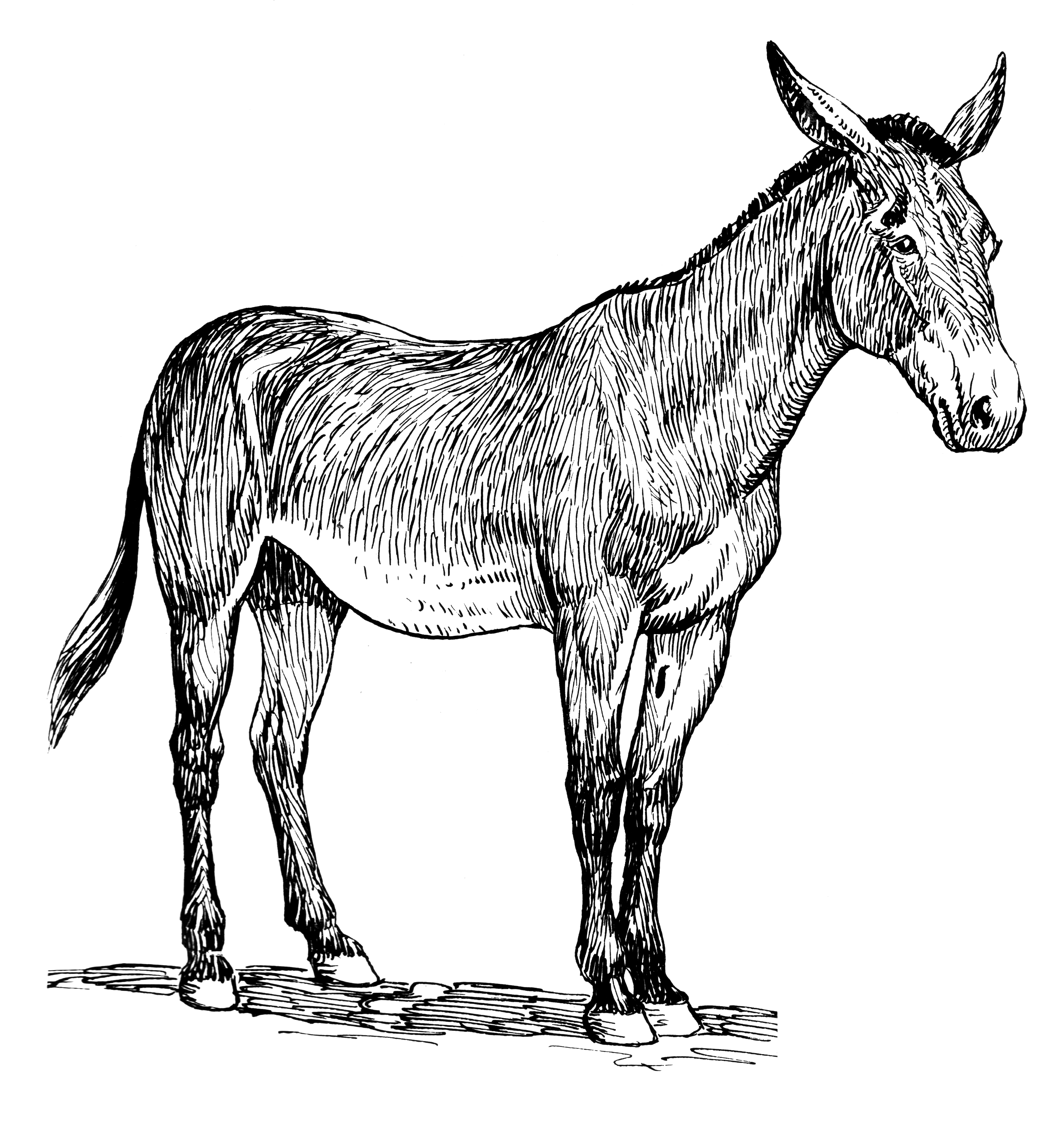 File:mule (Psf).png - Mule, Transparent background PNG HD thumbnail