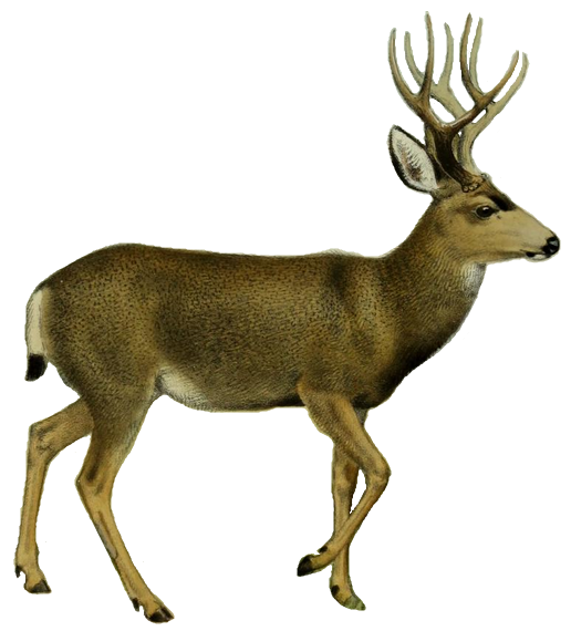 File:the Deer Of All Lands (1898) Mule Deer White Background.png - Mule, Transparent background PNG HD thumbnail
