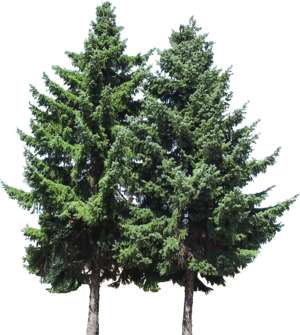 25 Midsize Conifers