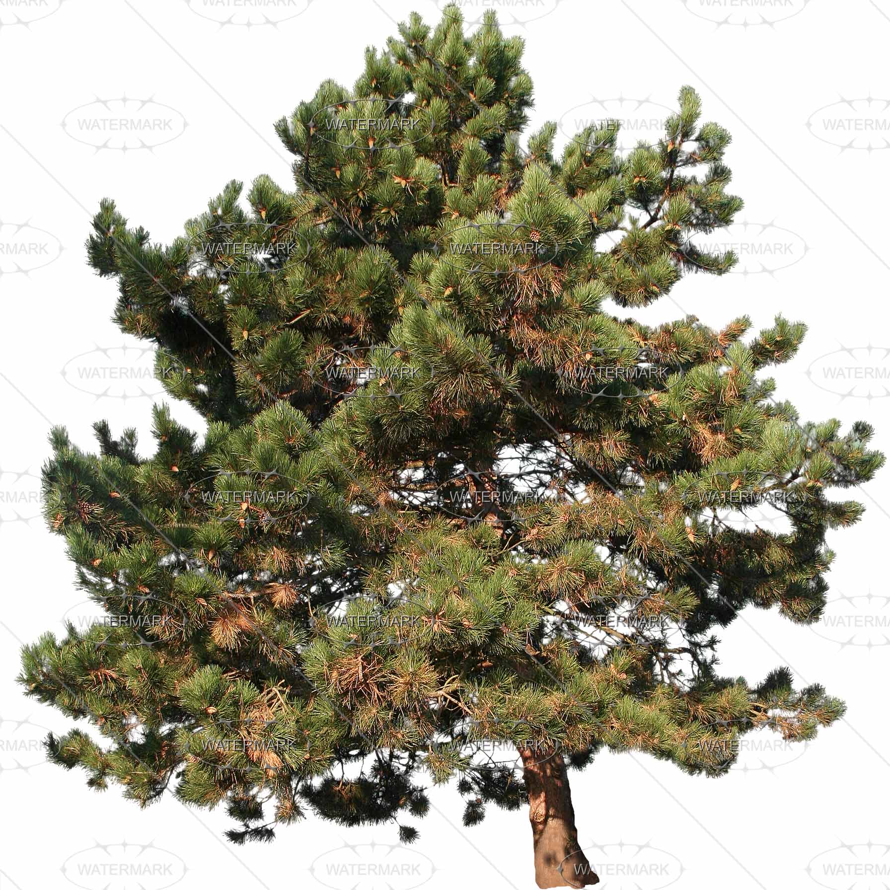 25 Midsize Conifers - Nadelbaum, Transparent background PNG HD thumbnail