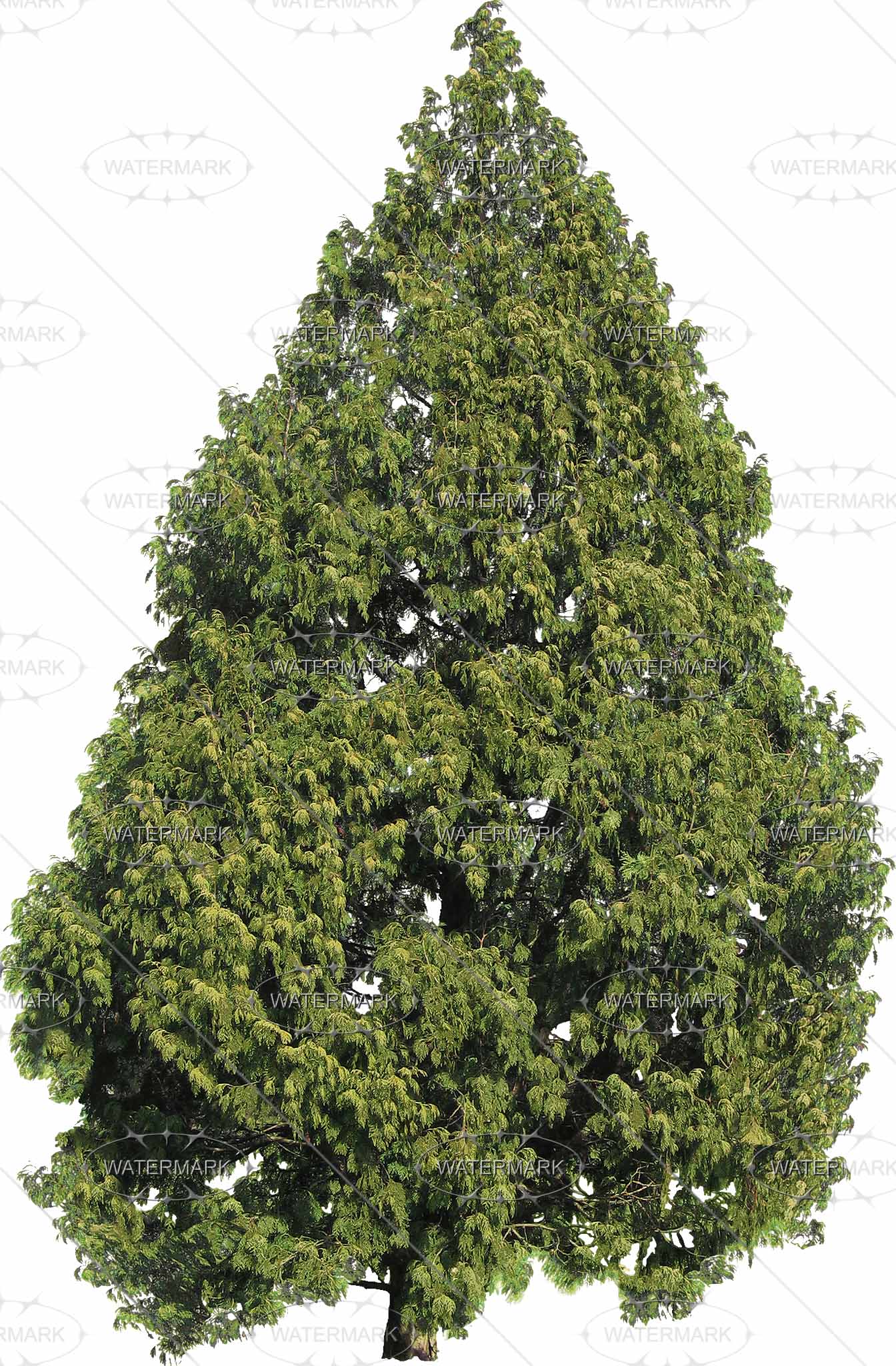 16 Big Conifers