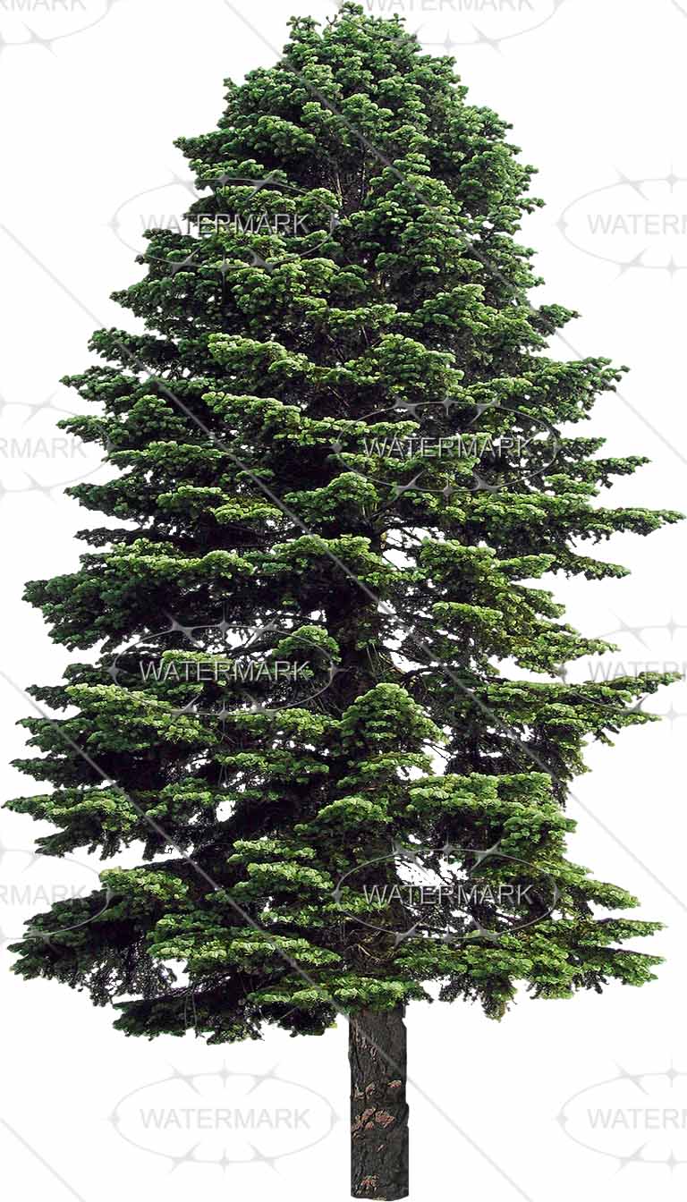Cut Out Conifers - Nadelbaum, Transparent background PNG HD thumbnail