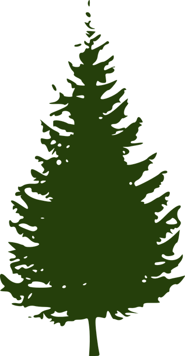 Baum, Nadelbaum, Grün, Natur