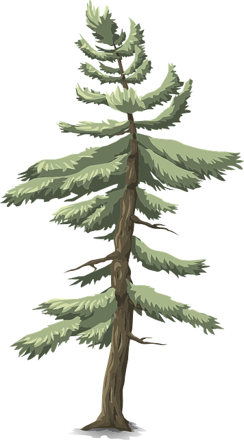 Kostenlose Vektorgrafik: Baum, Nadelbaum, Grün, Natur, Wald   Kostenloses Bild Auf Pixabay   576312 - Nadelbaum, Transparent background PNG HD thumbnail