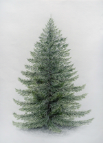 Nadelbaum Coloriert - Nadelbaum, Transparent background PNG HD thumbnail