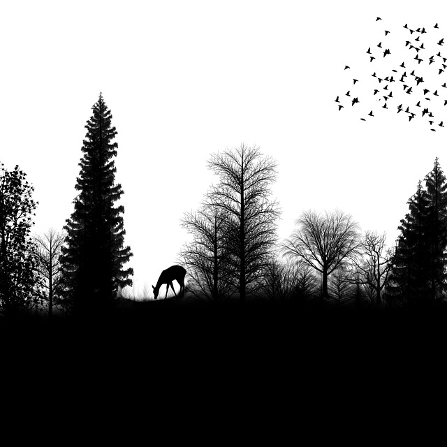 . Hdpng.com Landscape, Birds, Trees, Nature, Png, Deer - Nature Black And White, Transparent background PNG HD thumbnail