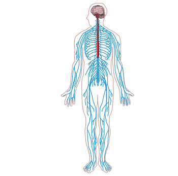 Central And Peripheral Nervous Systems - Nervous System, Transparent background PNG HD thumbnail