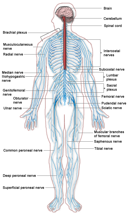 File:nervous System Diagram.png - Nervous System, Transparent background PNG HD thumbnail