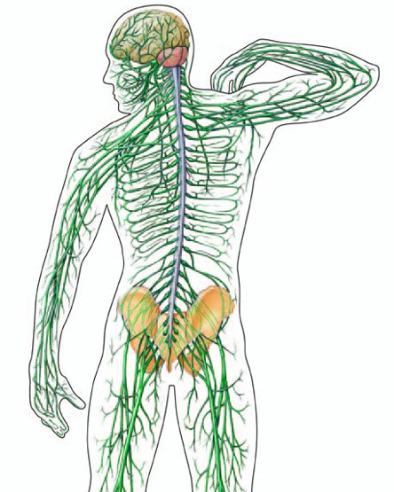 Nervous Clipart - Nervous System, Transparent background PNG HD thumbnail