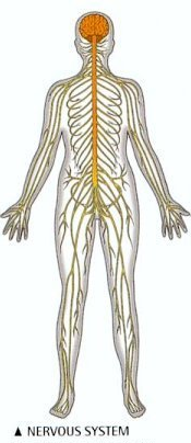 Nervous System Controls And Regulates The Work Of All Body Parts, From Simple Finger Movement Till Very Complex Heartbeat - Nervous System, Transparent background PNG HD thumbnail