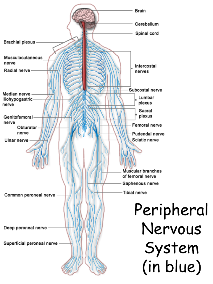 Peripheral Nervous System (In Blue) - Nervous System, Transparent background PNG HD thumbnail