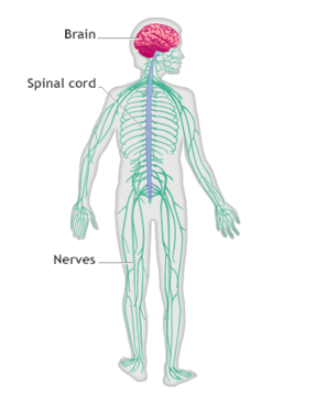 Png - Nervous System, Transparent background PNG HD thumbnail