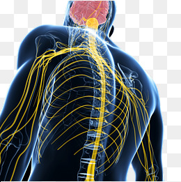 The Back Of The Human Nervous System, Nervous System, Nerve, Nerve Structure Png - Nervous System, Transparent background PNG HD thumbnail