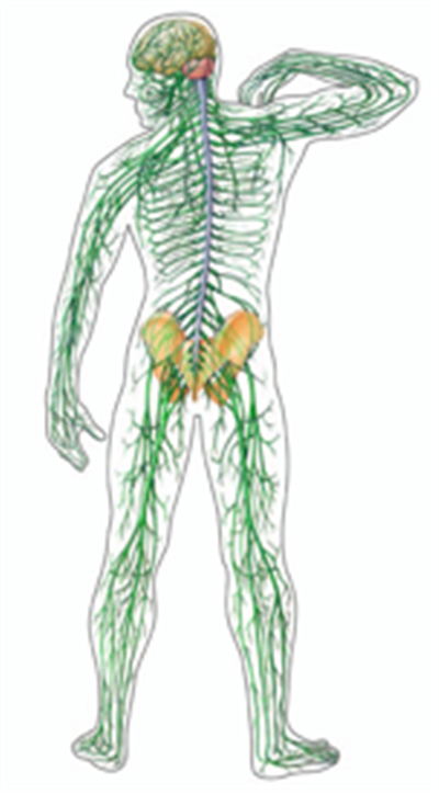 The Nervous System Is A Phenomenal Example Of The Brilliance Of Human Evolution And U0027Internal Engineeringu0027. Simply Logging On To The Mp Website Involved Hdpng.com  - Nervous System, Transparent background PNG HD thumbnail
