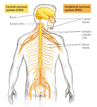 The Nervous System. Screen_Shot_2011 03 20_At_10.38.29_Am.png - Nervous System, Transparent background PNG HD thumbnail