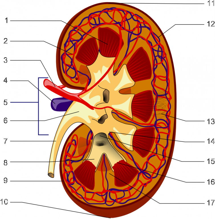 Kidney_Piom.png - Niere, Transparent background PNG HD thumbnail