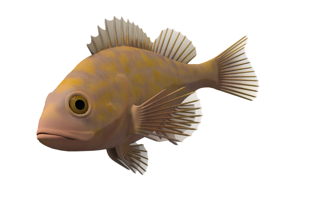 Ocean Fish Transparent Background - Ocean Animals, Transparent background PNG HD thumbnail