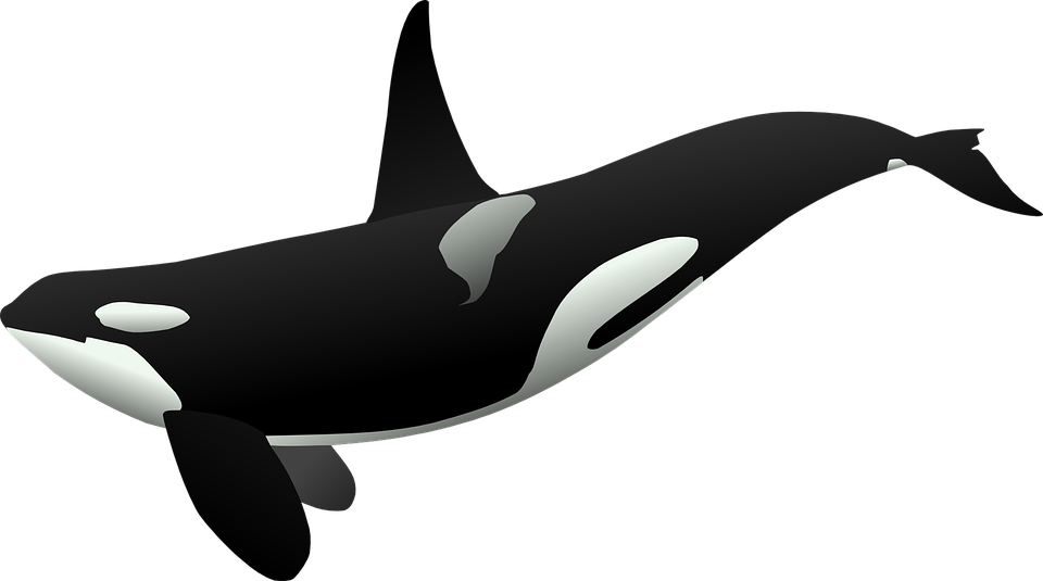 Orca, Killer Whale, Sea Mammal, Marine Life, Sea Life - Ocean Animals, Transparent background PNG HD thumbnail
