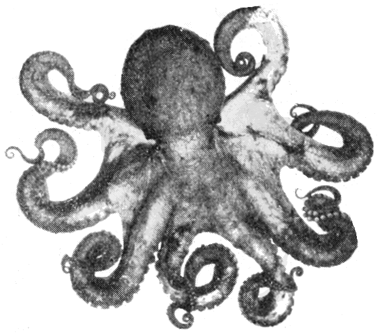 File:psm V67 D091 Vancouver Coast Octopus.png - Octopus, Transparent background PNG HD thumbnail