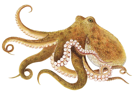 Octopus clipart free images 3