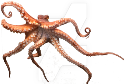 Octopus Png Picture Png Image - Octopus, Transparent background PNG HD thumbnail