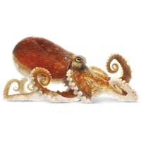 Octopus Png Image Png Image - Octopus, Transparent background PNG HD thumbnail