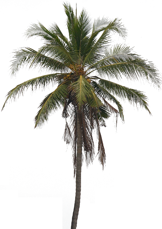 Coconut Tree Png Pic - Of A Palm Tree, Transparent background PNG HD thumbnail
