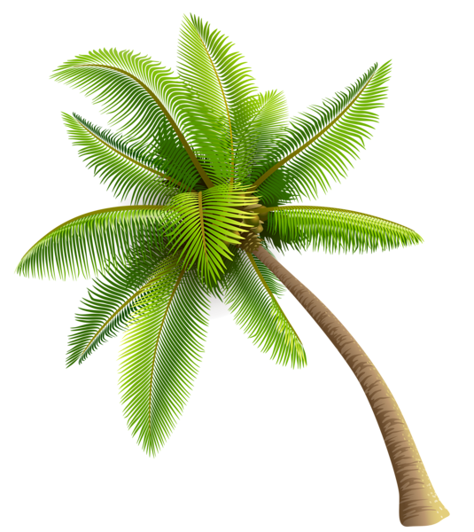 Coconut Tree Png Transparent Image - Of A Palm Tree, Transparent background PNG HD thumbnail