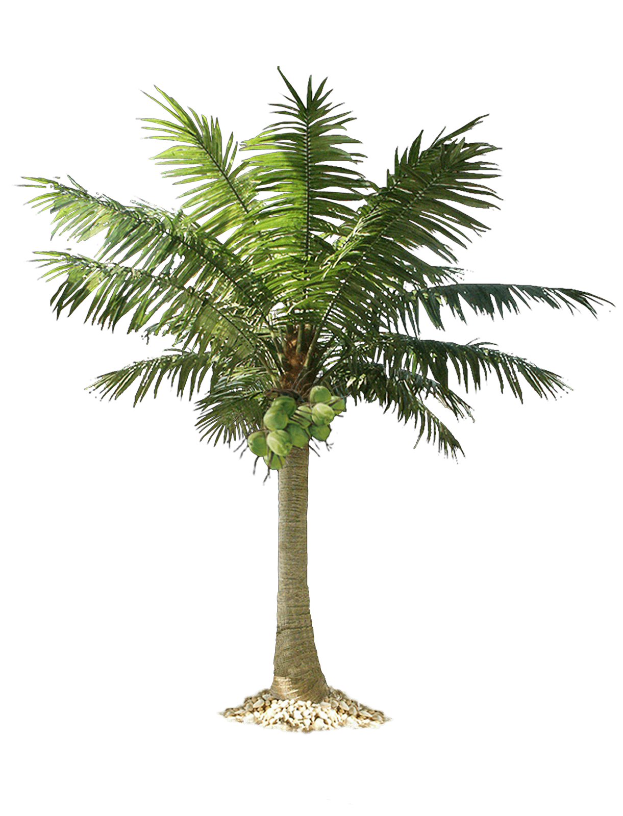 Palm Tree Png Png Image - Of A Palm Tree, Transparent background PNG HD thumbnail