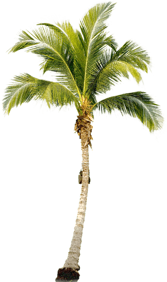 Tropical Palm Tree Png Png Image - Of A Palm Tree, Transparent background PNG HD thumbnail