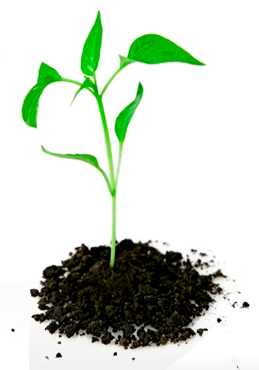 Plant_In_Dirt - Of A Seed, Transparent background PNG HD thumbnail