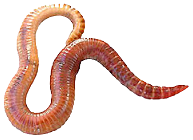 Worms Png Clipart - Of A Worm, Transparent background PNG HD thumbnail