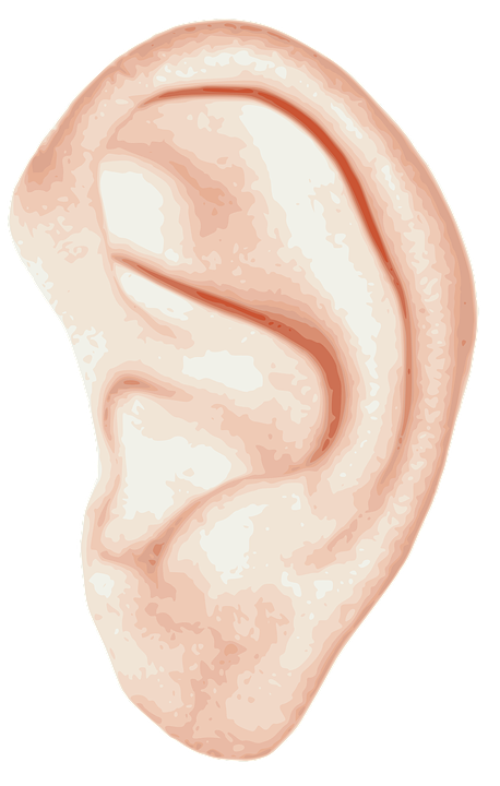 Links, Ohr, Hören, Menschliche, Biologie, Muschel - Ohr Kostenlos, Transparent background PNG HD thumbnail