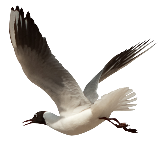 Oiseau - Oiseau, Transparent background PNG HD thumbnail