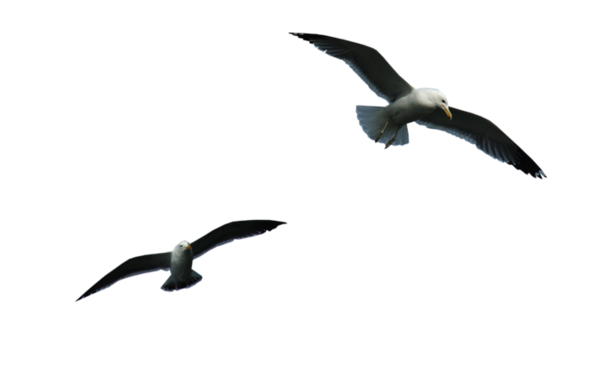 Oiseaux - Oiseau, Transparent background PNG HD thumbnail