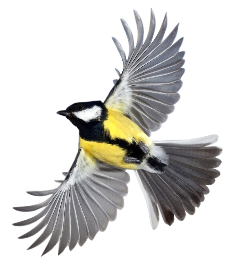 Tit_Bird_Flying_Small_988_1920X1080.png - Oiseau, Transparent background PNG HD thumbnail