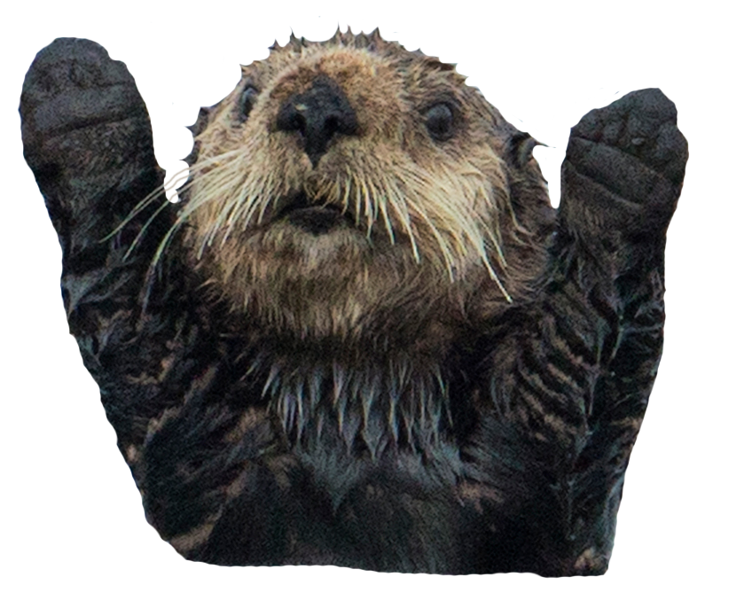 Sea Otter (Aurora Designs).pn