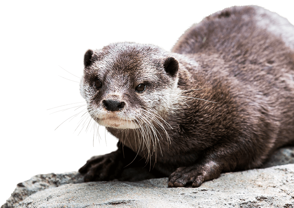 Asian Small Clawed Otter - Otter, Transparent background PNG HD thumbnail