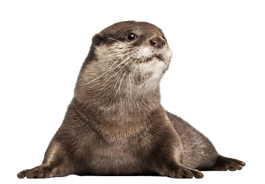 Baby Otter.png - Otter, Transparent background PNG HD thumbnail