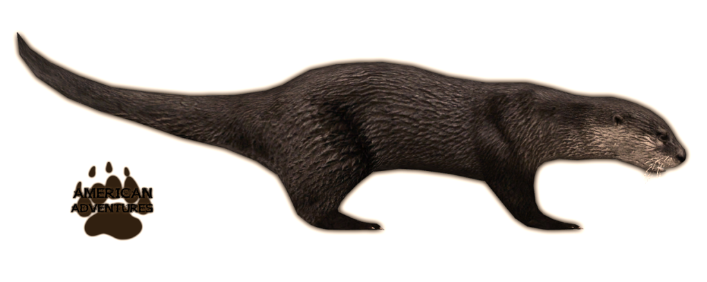 Image   North American River Otter.png | Zoo Tycoon Wiki | Fandom Powered By Wikia - Otter, Transparent background PNG HD thumbnail