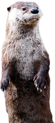 Image - Otters Render.png | F