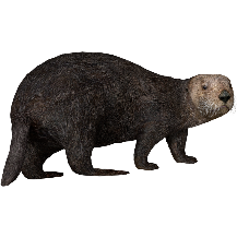Sea Otter (Aurora Designs).png - Otter, Transparent background PNG HD thumbnail