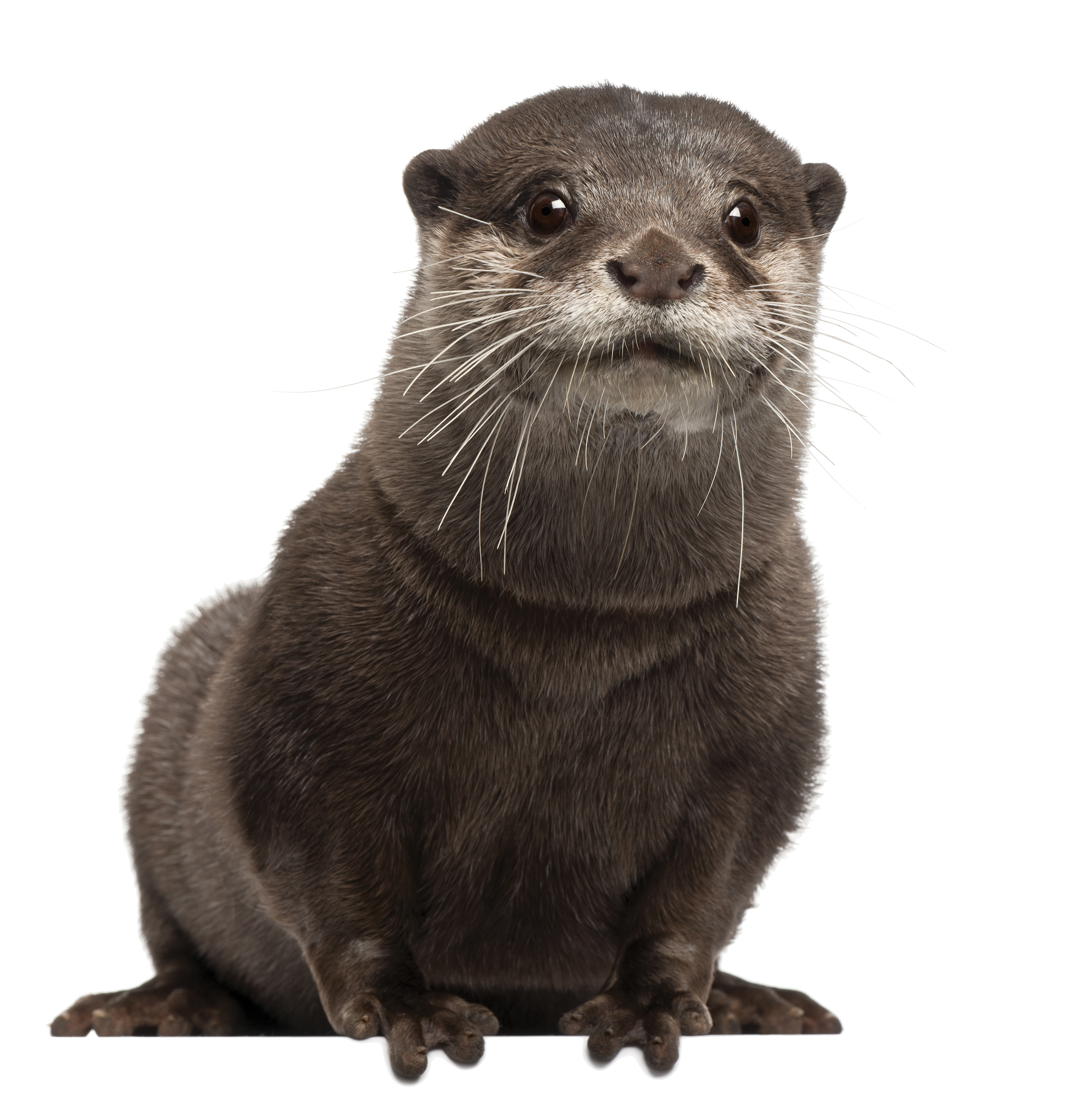 Sea Otters (Finding Dory) Cli