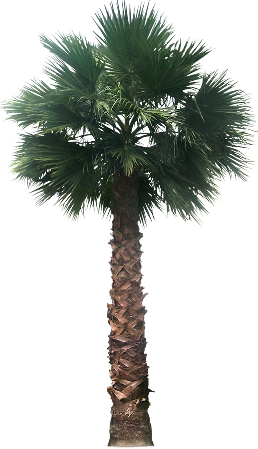 20 Free Tree Png Images   Washingtoniafil - Palm Tree, Transparent background PNG HD thumbnail