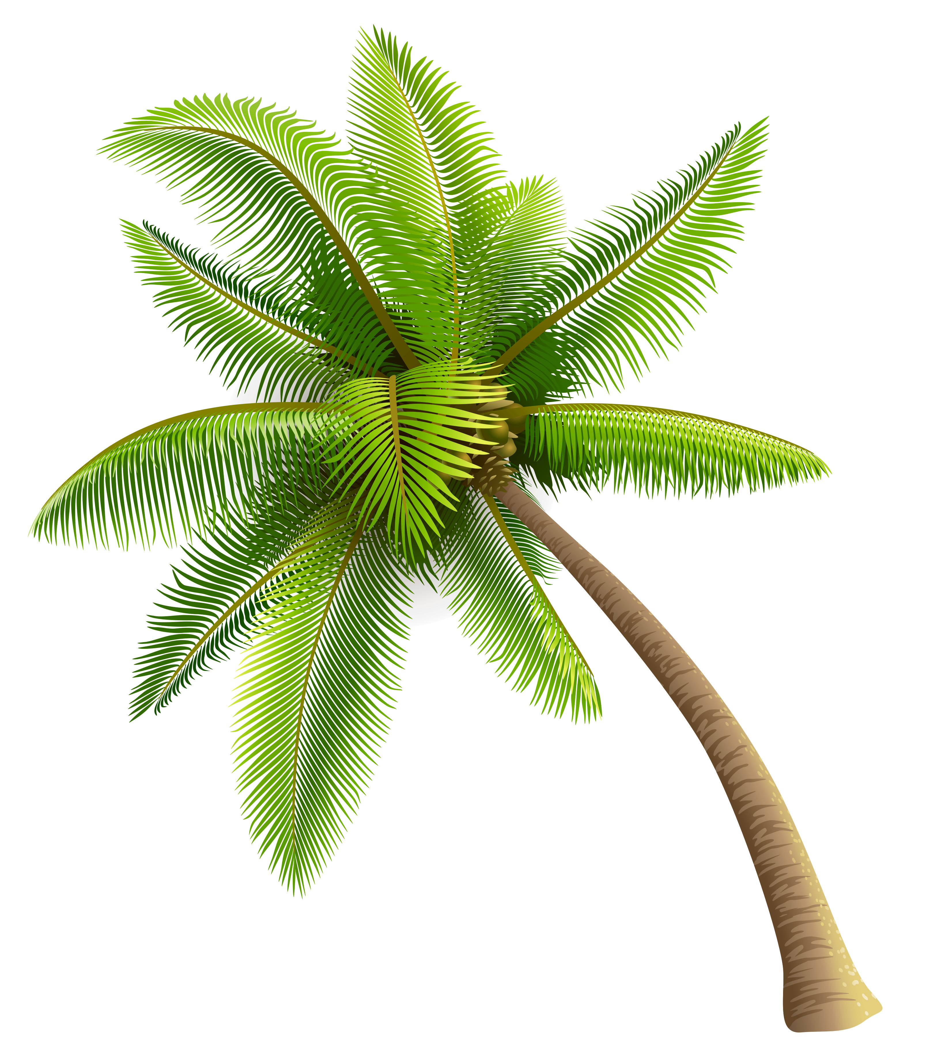 Green Palm Tree Png Clipart | Gallery Yopriceville   High Quality Images And Transparent - Palm Tree, Transparent background PNG HD thumbnail