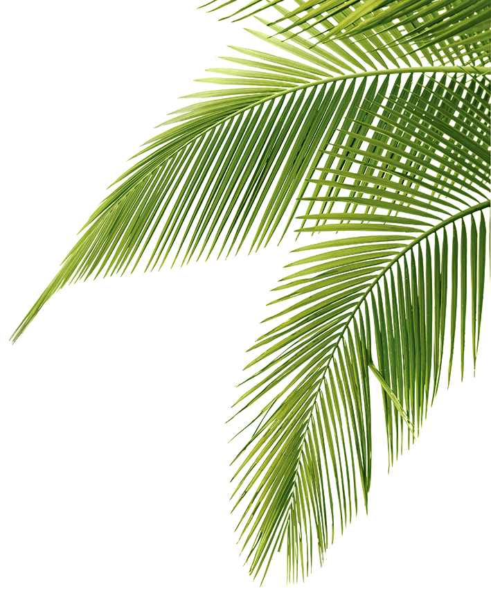 Palm Tree Fronds Png - Palm Tree, Transparent background PNG HD thumbnail