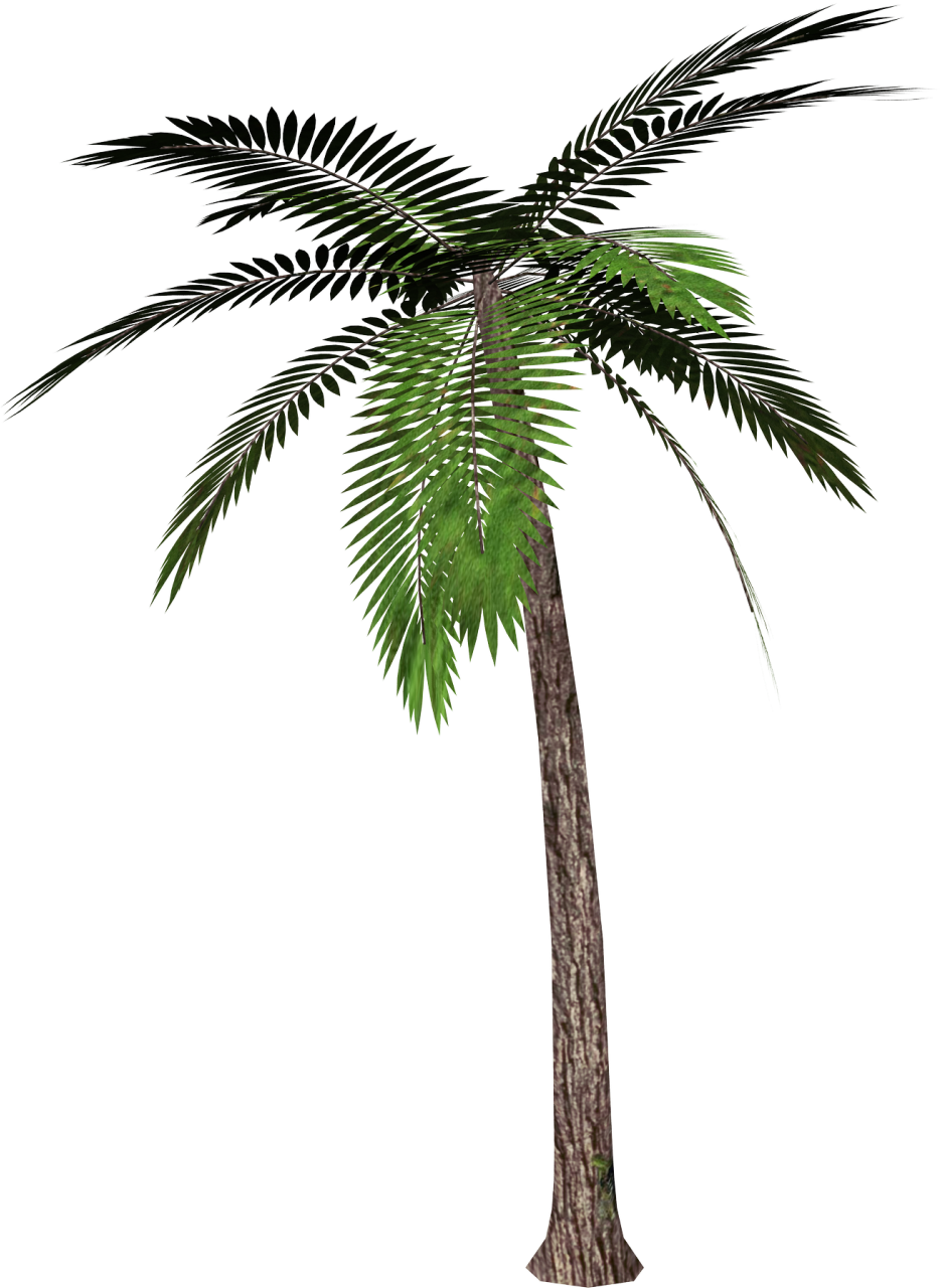 Palm Tree Png Image #31889 - Palm Tree, Transparent background PNG HD thumbnail