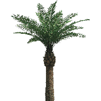Palm Tree Png Png Image - Palm Tree, Transparent background PNG HD thumbnail