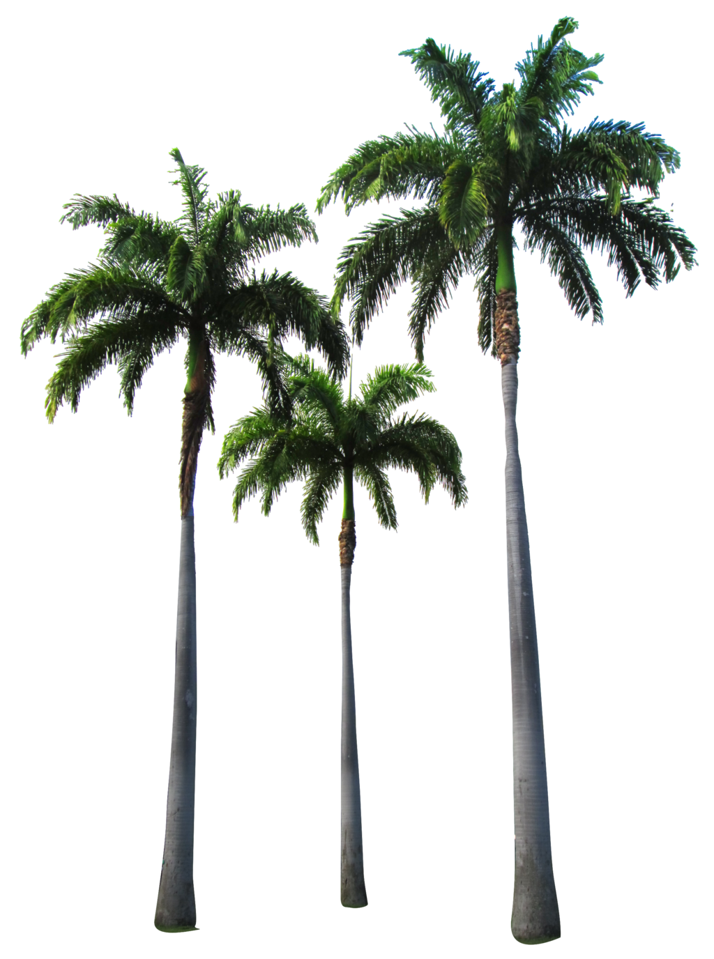 Palm Trees By Owhl Stock.deviantart Pluspng.com On @deviantart - Palm Tree, Transparent background PNG HD thumbnail
